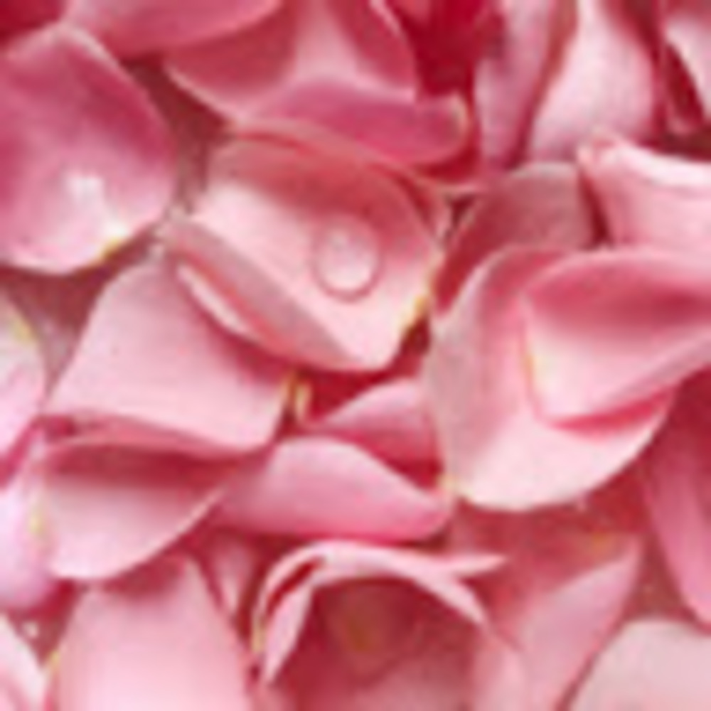 Meet your Posher, Petals &